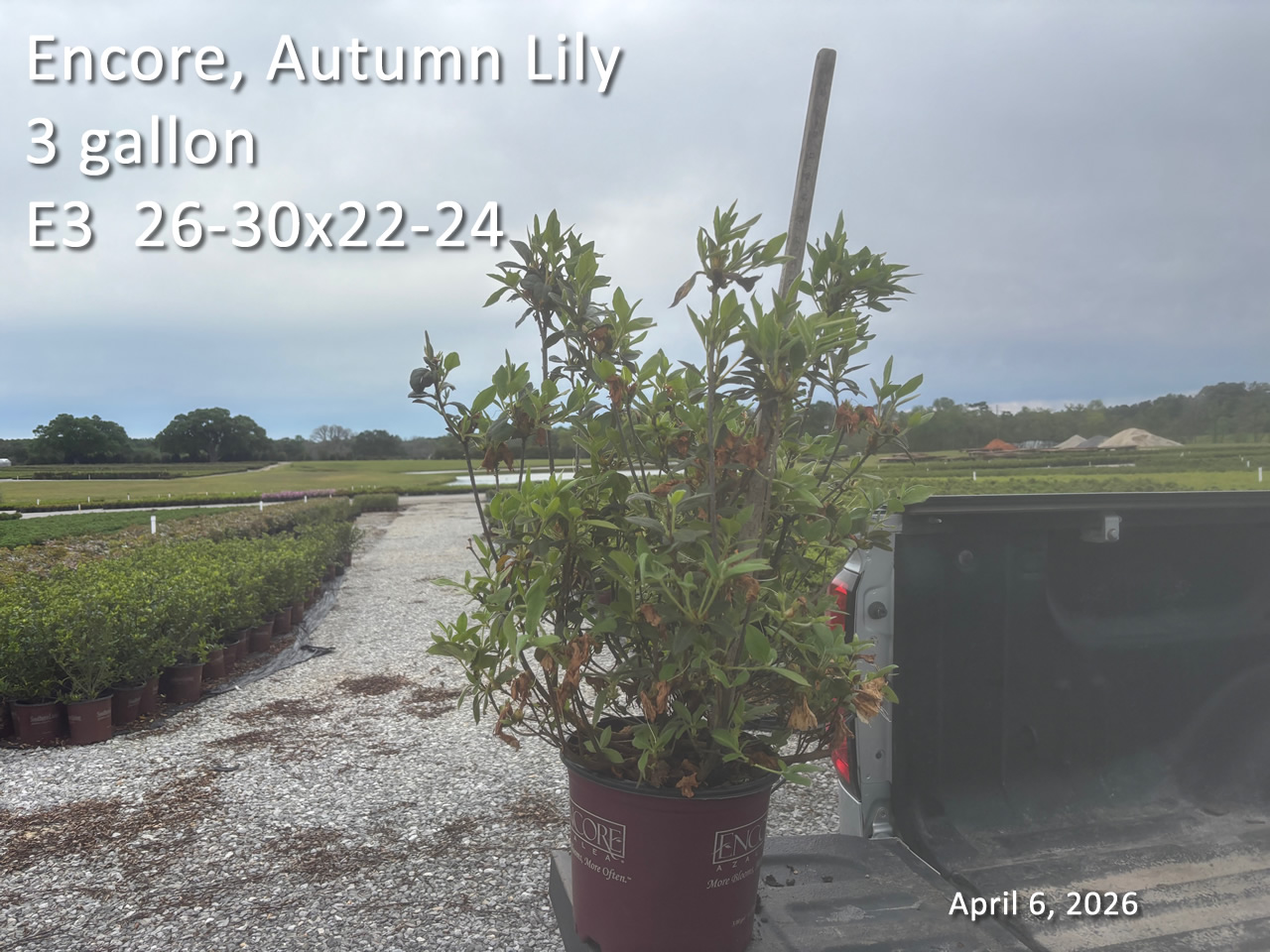 gallery/elly3 e3 apr6.jpg